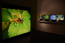 Wasp_exhibition__DSC3422
